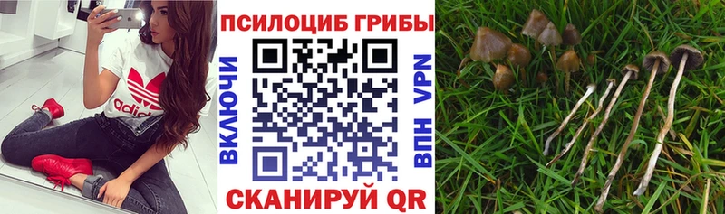 Купить  Майский  Псилоцибиновые грибы прущие грибы 